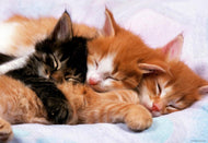 Casse-tête (500 pcs) - Chatons